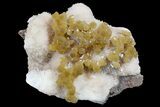 Yellow Calcite On Scolecite (Zeolite) Sprays - Maharashtra, India #168716-1